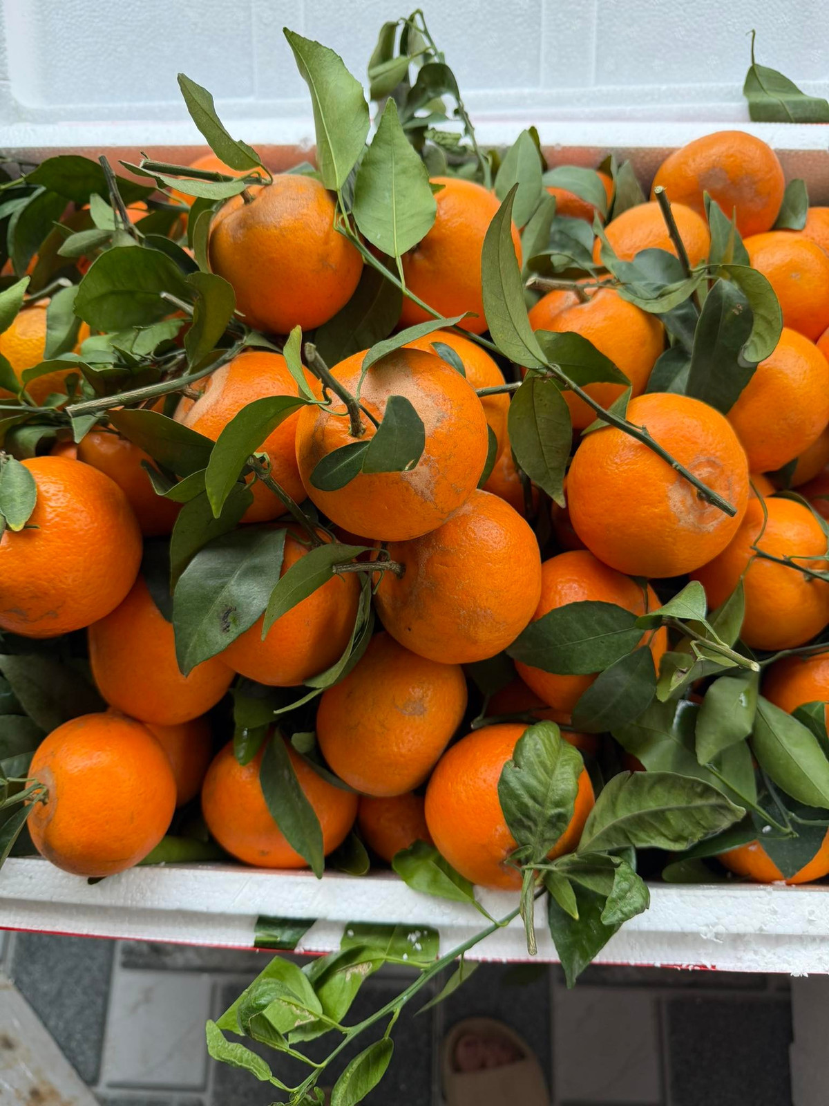 Thời gian gần đây, quýt sim trở thành mặt hàng thu hút sự quan tâm của đông đảo người tiêu dùng. Ảnh: Facebook