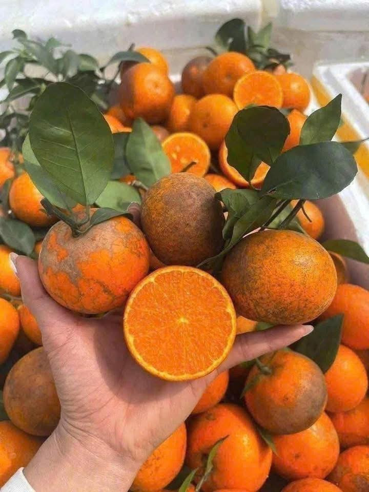 So với những loại quả khác, giá quýt sim tương đối rẻ, quả càng to, mã đẹp thì giá sẽ cao hơn. Ảnh: Facebook