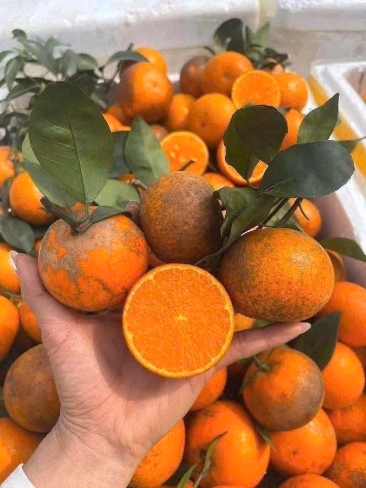 So với những loại quả khác, giá quýt sim tương đối rẻ, quả càng to, mã đẹp thì giá sẽ cao hơn. Ảnh: Facebook