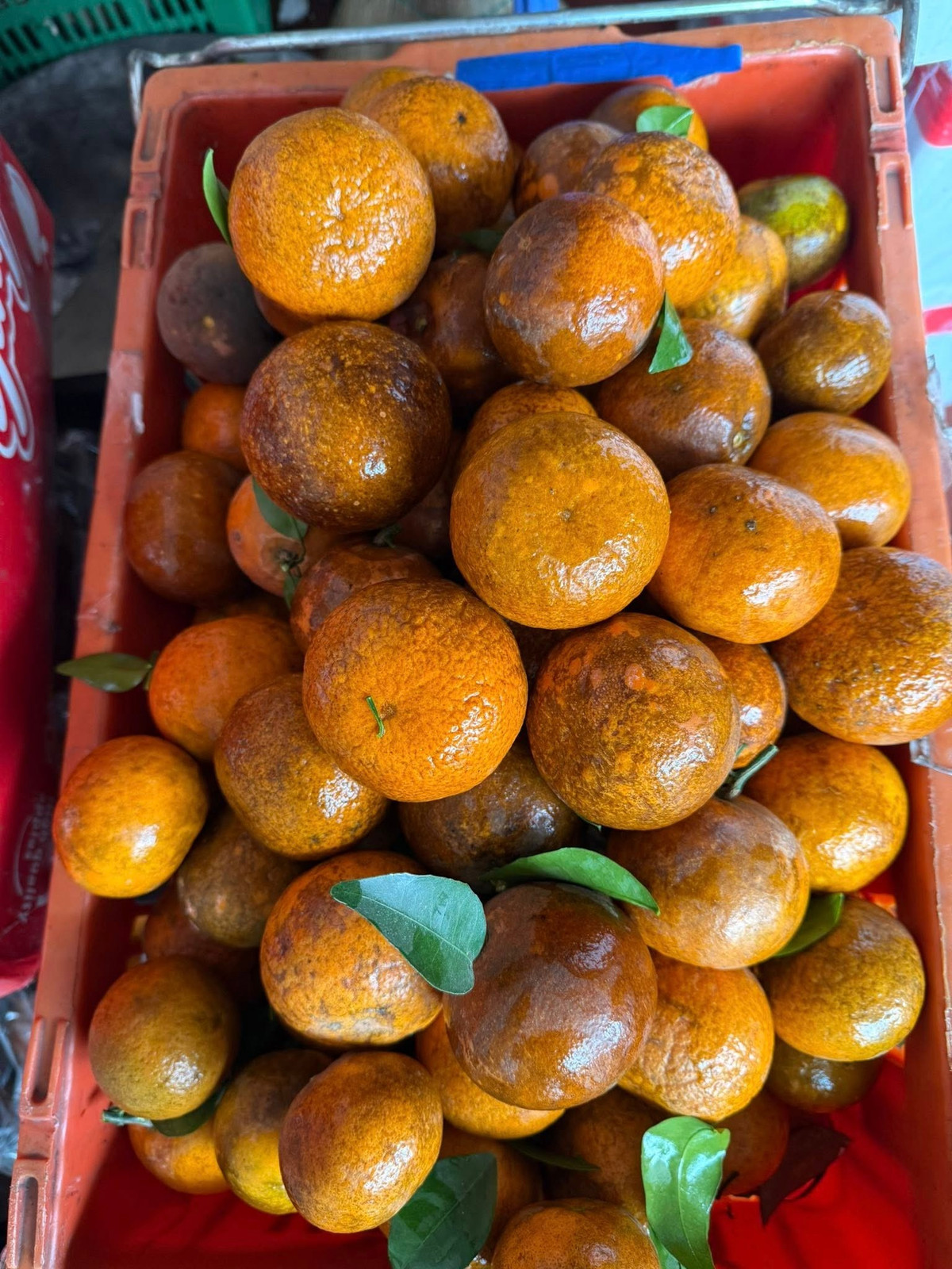 Nhiều tiểu thương lấy số lượng lớn quýt sim nên có mức rẻ hoặc treo biển 'xả' để chạy số lượng. Ảnh: Facebook