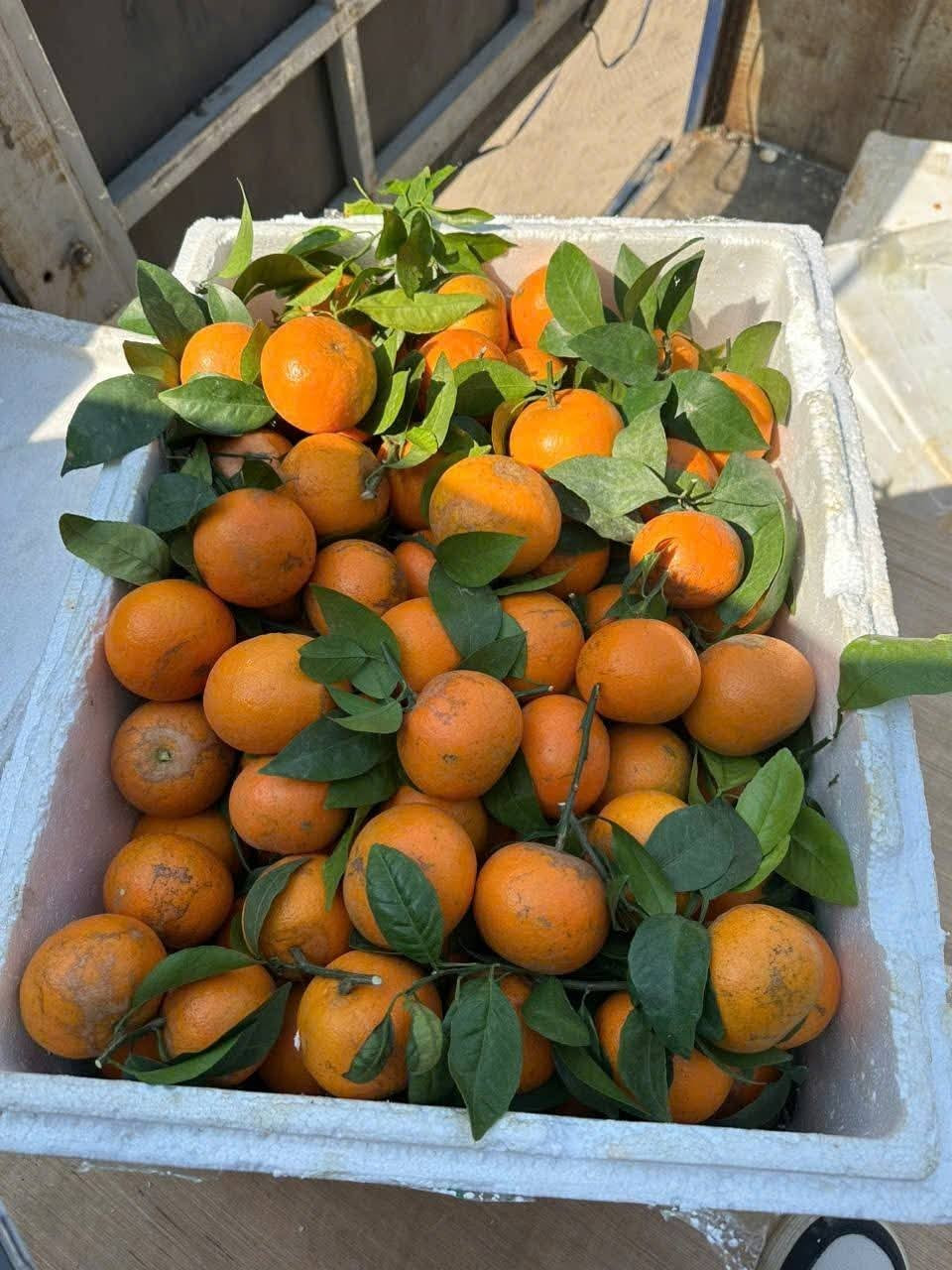 Trên chợ mạng và một số chợ dân sinh, giá quýt sim khá rẻ, từ 15.000 – 40.000 đồng/kg, tùy loại. Ảnh: Facebook