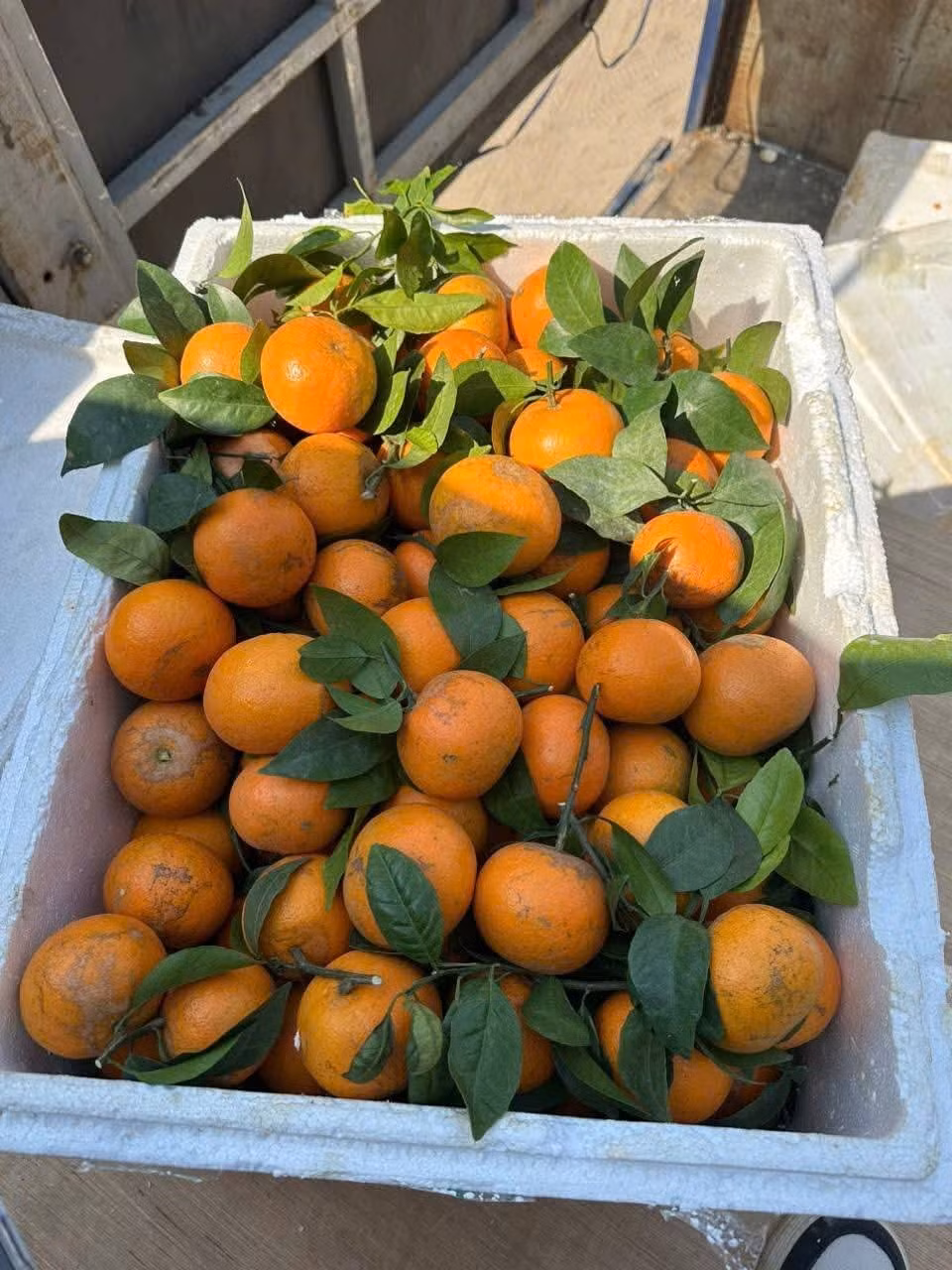 Trên chợ mạng và một số chợ dân sinh, giá quýt sim khá rẻ, từ 15.000 – 40.000 đồng/kg, tùy loại. Ảnh: Facebook