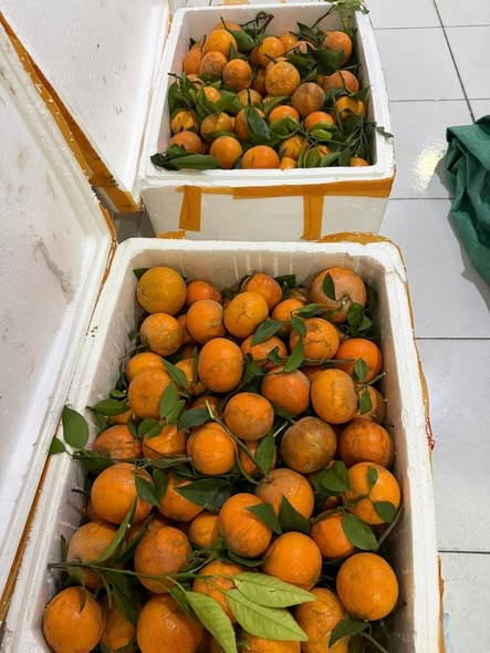 Anh K.T (một người bán hoa quả tại Long Biên, Hà Nội) cho biết, quýt sim là một trong những loại quả bán chạy nhất tại cửa hàng, hàng về tới đâu hết tới đó. Ảnh: Facebook