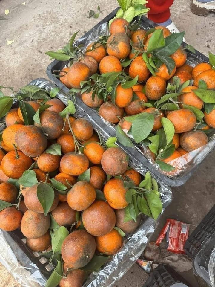 Loại quả này có vị ngọt đậm, thơm, vỏ mỏng rám, được người bán giới thiệu xuất xứ từ Cao Bằng, Hòa Bình, Bắc Giang cũ nên khá hút khách. Ảnh: Facebook