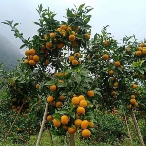 Chị Duyên (tiểu thương tại Hà Đông, Hà Nội) cho biết, quýt sim trên thị trường có hai nguồn gốc chính là giống nhập từ khu vực Ôn Châu (Quảng Tây, Trung Quốc) và giống quýt trồng tại trang trại Vitropi (Cao Phong, Hòa Bình cũ). Ảnh: Nông sản Phương Anh