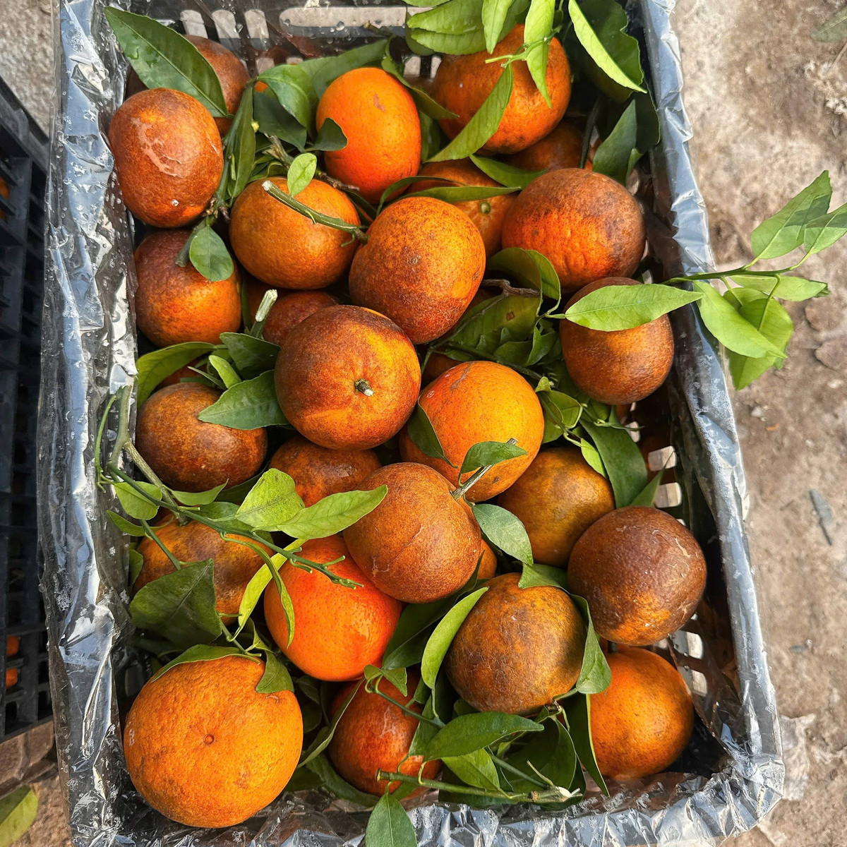 Theo chị Duyên, hầu hết quýt sim đổ đống bán trên thị trường với giá siêu rẻ là các giống cam đường hoặc quýt vỏ rám từ Trung Quốc. Loại này vỏ rám, dày, màu vàng cam đậm, vị ngọt thanh, mọng nước, giá rẻ. Ảnh: Facebook