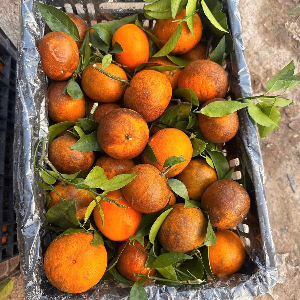 Theo chị Duyên, hầu hết quýt sim đổ đống bán trên thị trường với giá siêu rẻ là các giống cam đường hoặc quýt vỏ rám từ Trung Quốc. Loại này vỏ rám, dày, màu vàng cam đậm, vị ngọt thanh, mọng nước, giá rẻ. Ảnh: Facebook