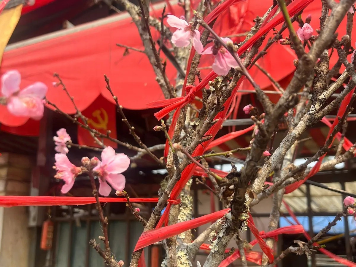 Quanh khu vực chợ hoa Quảng An (Tây Hồ), dọc tuyến đường Lạc Long Quân hay chợ hoa Hàng Lược, không khó để bắt gặp những xe chở đầy hoa đào đang khoe sắc. Ảnh: VTV