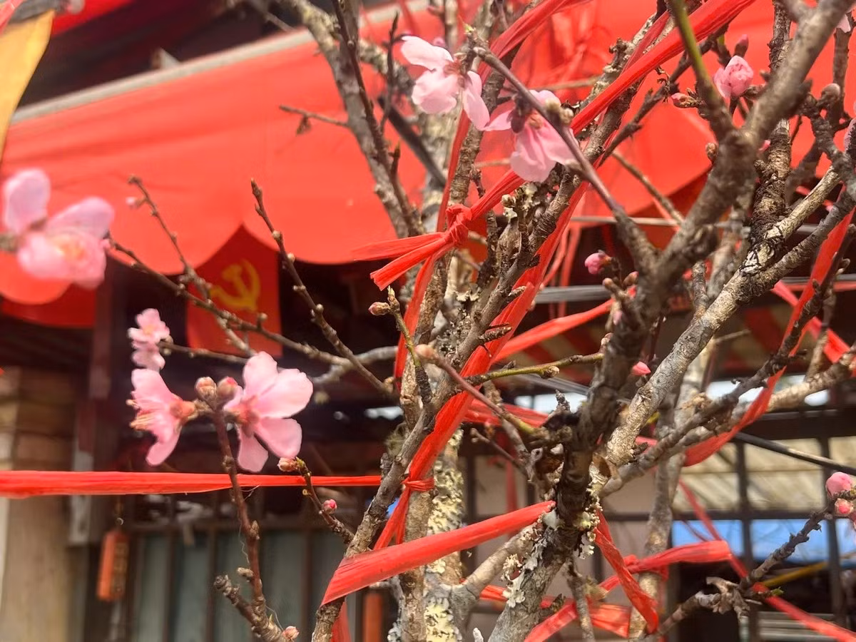 Quanh khu vực chợ hoa Quảng An (Tây Hồ), dọc tuyến đường Lạc Long Quân hay chợ hoa Hàng Lược, không khó để bắt gặp những xe chở đầy hoa đào đang khoe sắc. Ảnh: VTV