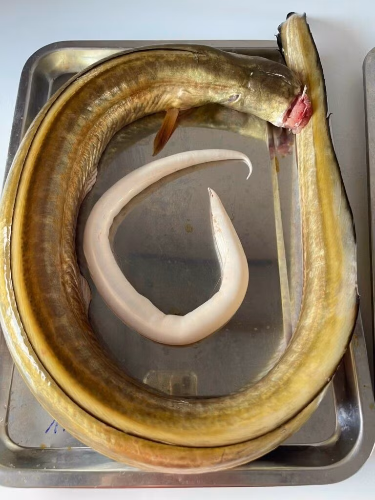 Cá lạc (hay còn gọi cá dưa, cá lạc bạc, cá lạc ù) là loài cá biển thuộc họ Muraenesocidae, phân bố chủ yếu tại các vùng biển thuộc Ấn Độ Dương và Thái Bình Dương. Ảnh: 369fish