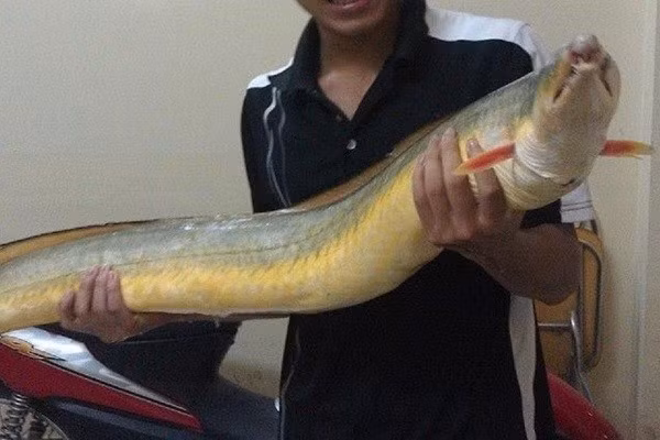 Điểm dễ nhận biết ở cá lạc là chiều dài có thể lên tới 2 mét. Ảnh: Minh Khang Food