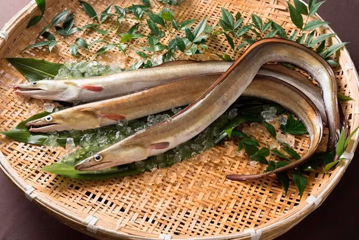 Trong khi đó, cá lạc loại trung bình giá khoảng 200.000 – 300.000 đồng/kg. Riêng những con cá lớn, chất lượng cao giá lên đến 350.000 – 400.000 đồng/kg. Ảnh: Internet