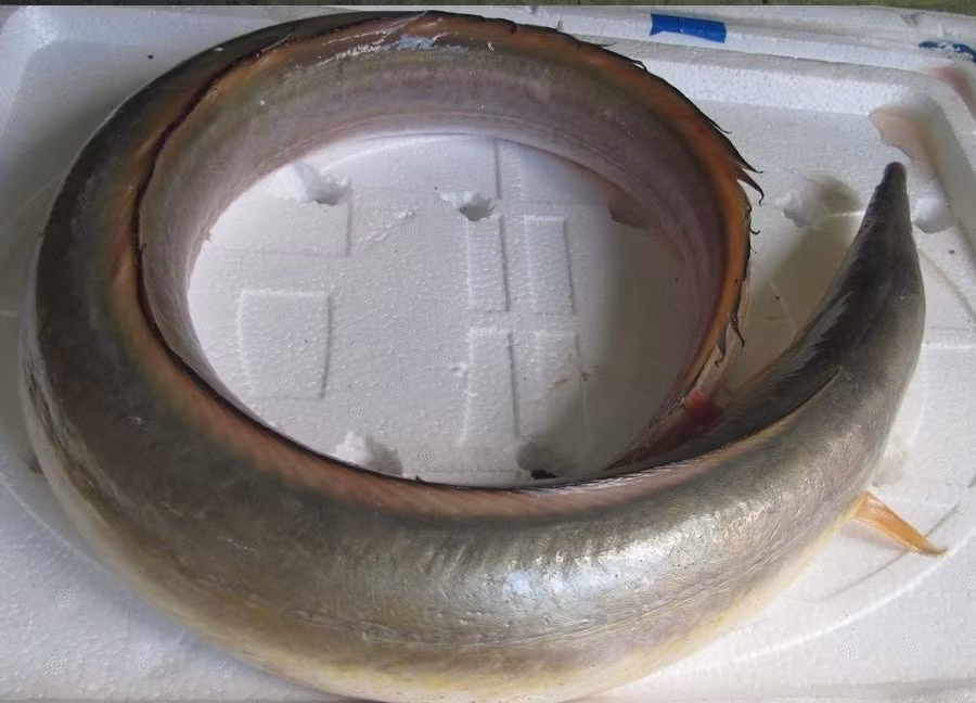 Cá lạc được chia thành hai loại chính gồm cá lạc vàng (thân ánh vàng) và cá lạc ù (thân xám bạc). Ảnh: Minh Khang Food