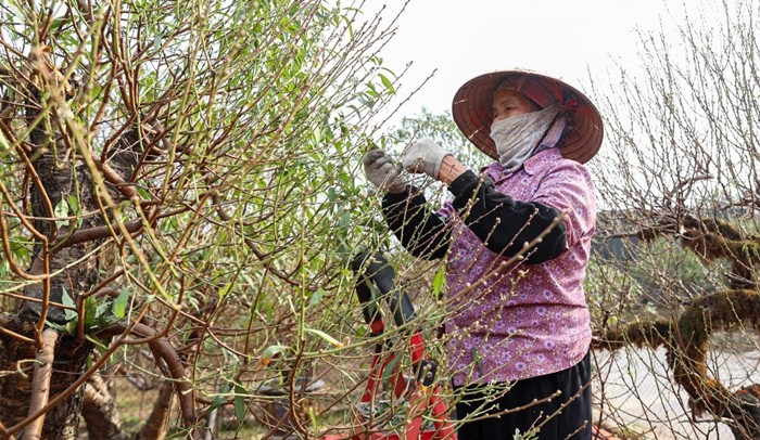 Từ sáng sớm, người dân đã có mặt tại vườn đào. Ảnh: Đại đoàn kết