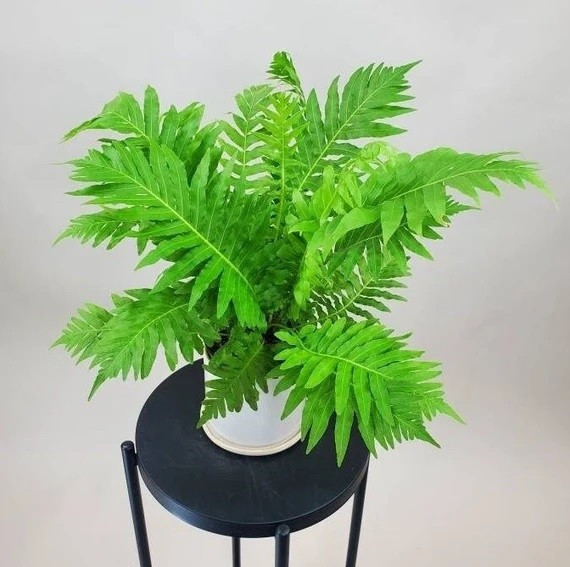 Cây dương xỉ hạnh phúc có khả năng lọc không khí, tăng độ ẩm, tạo không gian xanh mát. Ảnh: Chohoaonline