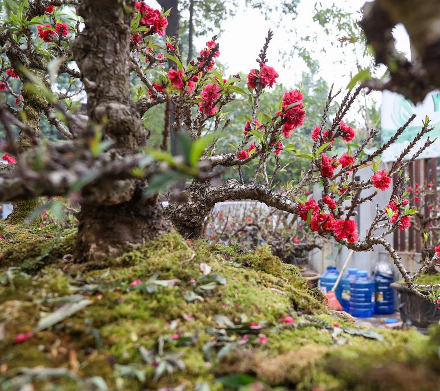 Với cây đào cổ, người trồng phải kiên trì chăm sóc suốt hàng chục năm mới có thể tạo dựng được dáng thế đẹp, hài hòa và đạt giá trị như hiện nay. Ảnh: Daidoanket