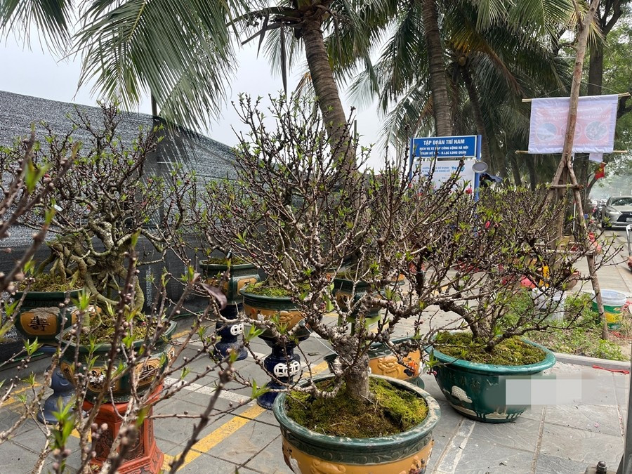 Những ngày cận Tết Nguyên đán Bính Ngọ 2026, hàng nghìn cây đào với nhiều kiểu dáng, kích cỡ được bày bán dọc phố Lạc Long Quân (phường Tây Hồ, Hà Nội). Ảnh: Người đưa tin