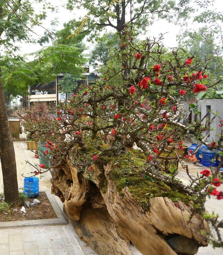 Việc chăm sóc đào thất thốn đòi hỏi nhiều thời gian, công sức và kỹ thuật cao. Ảnh: Tiền phong