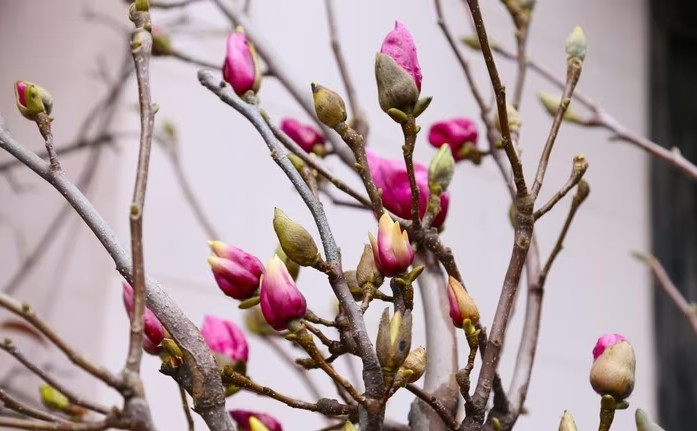 Hoa mộc lan có hai loại chính là màu trắng pha chút tím hồng và tím hồng hoàn toàn. Ảnh: Tiền phong