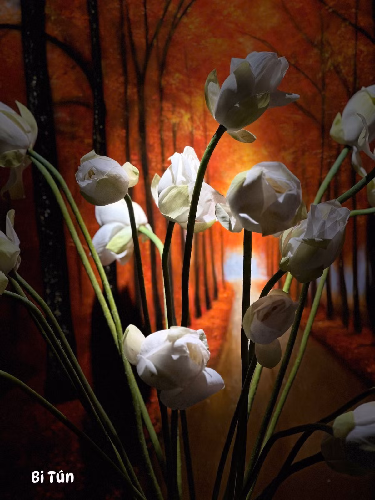 Bạch liên là loại sen nở căng nhất trong tất cả các giống sen. Ảnh: FB Trang Hoang