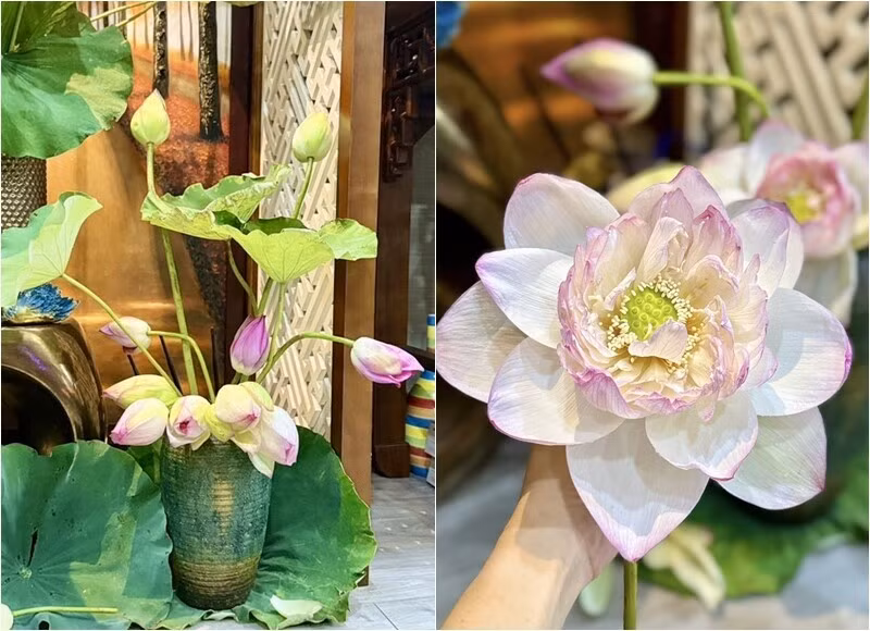 BTV VTV cắm nhiều loại hoa sen khác nhau như Super, Tiên nữ, Lotus, Bách diệp...Ảnh: FB Trang Hoang