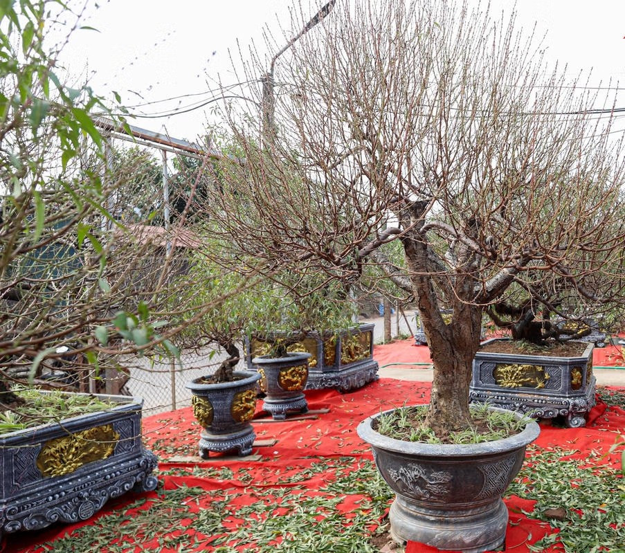 Trong khi đó, những cây lớn, dáng thế đẹp chủ yếu cho thuê giá từ 6 - 7 triệu đồng/cây. Ảnh: Đại đoàn kết