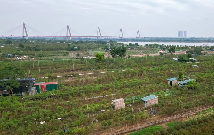 Những ngày cuối năm, khắp các vườn đào Nhật Tân (Hà Nội) bước vào giai đoạn nhộn nhịp nhất trong năm, chuẩn bị cho mùa hoa nở rộ dịp Tết Bính Ngọ 2026. Ảnh: Kinhtedothi