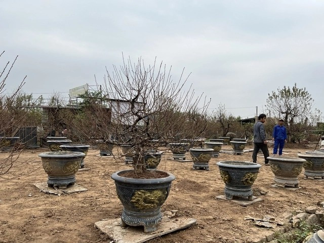 Đào để bàn cỡ nhỏ hiện giá khoảng 1,5 triệu đồng/cây. Ảnh: PhunuVietNam