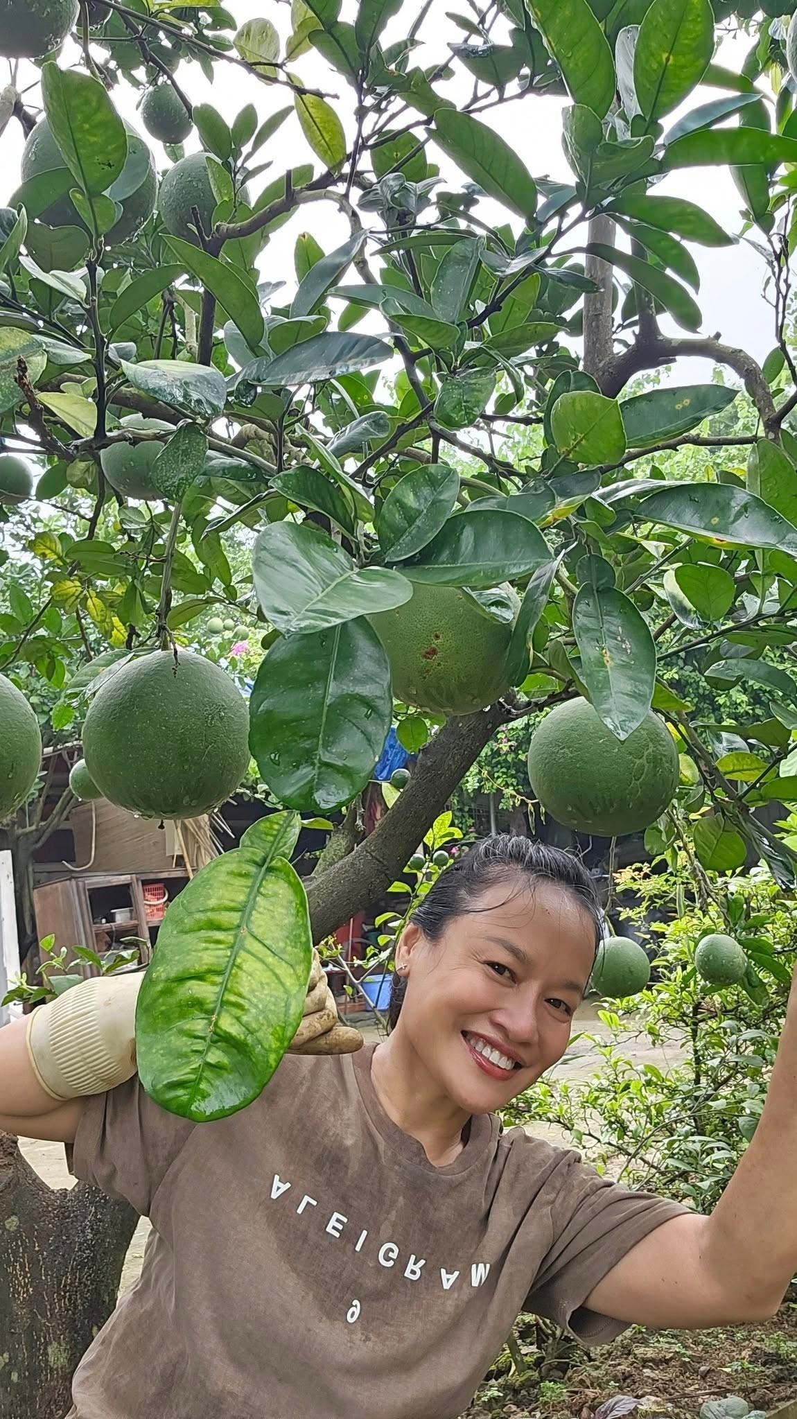 Khu vườn của Tú Oanh có bưởi, nhãn, bơ, xoài, sấu, quất hồng bì....Ảnh: FB Oanh Le Tu