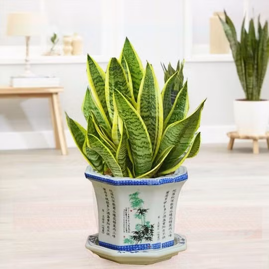 Ngoài ra, lưỡi hổ còn có thể quang hợp vào ban đêm, nhả oxy và hút khí CO2, rất thích hợp đặt trong phòng ngủ hoặc phòng khách. Ảnh: Internet