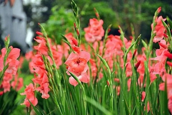 Hoa lay ơn là lựa chọn quen thuộc trong ngày Tết, đặc biệt ở miền Bắc. Với dáng hoa vươn cao, thẳng đứng, lay ơn tượng trưng cho sự vươn lên, thành đạt và may mắn trong công việc. Ảnh: Internet