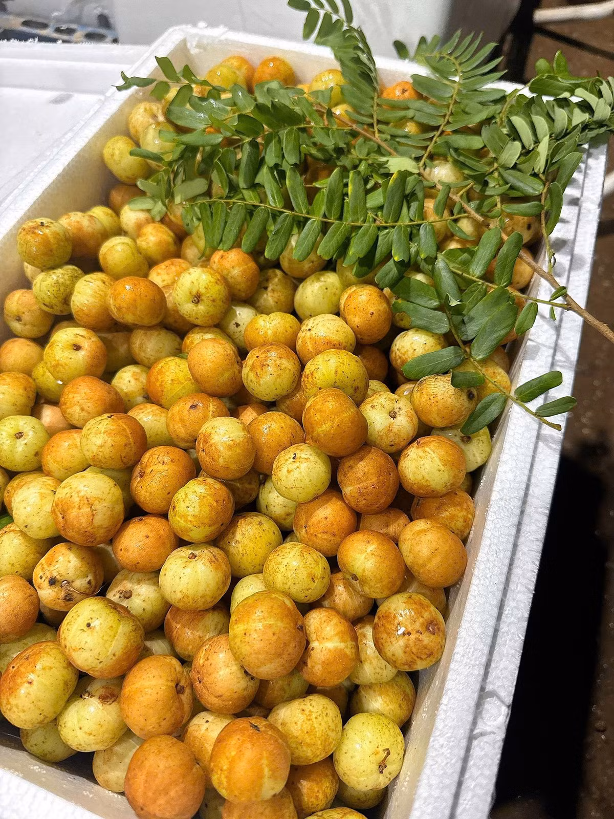 Quả me rừng to bằng ngón tay, vỏ xanh mọng, hình cầu. Ảnh: Facebook