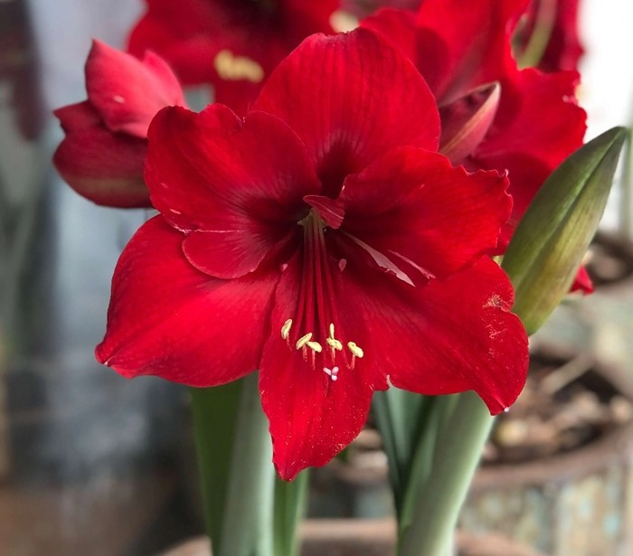 Lan huệ đỏ nổi bật với những bông hoa lớn, cánh dày, màu đỏ rực rỡ, thường nở đúng vào dịp đầu xuân. Hoa có dáng vươn thẳng, khỏe khoắn, tượng trưng cho sự khởi đầu mạnh mẽ và tràn đầy năng lượng tích cực. Ảnh: Flower Diary