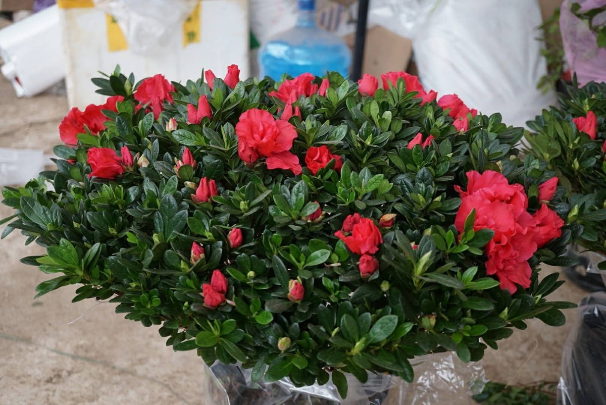 Trồng đỗ quyên dịp Tết được tin là sẽ mang lại may mắn, giúp gia đạo yên vui, công việc thuận lợi và một năm mới tràn đầy niềm vui, thịnh vượng. Ảnh: HoasenViet ﻿Thông tin trong bài chỉ mang tính chất tham khảo!