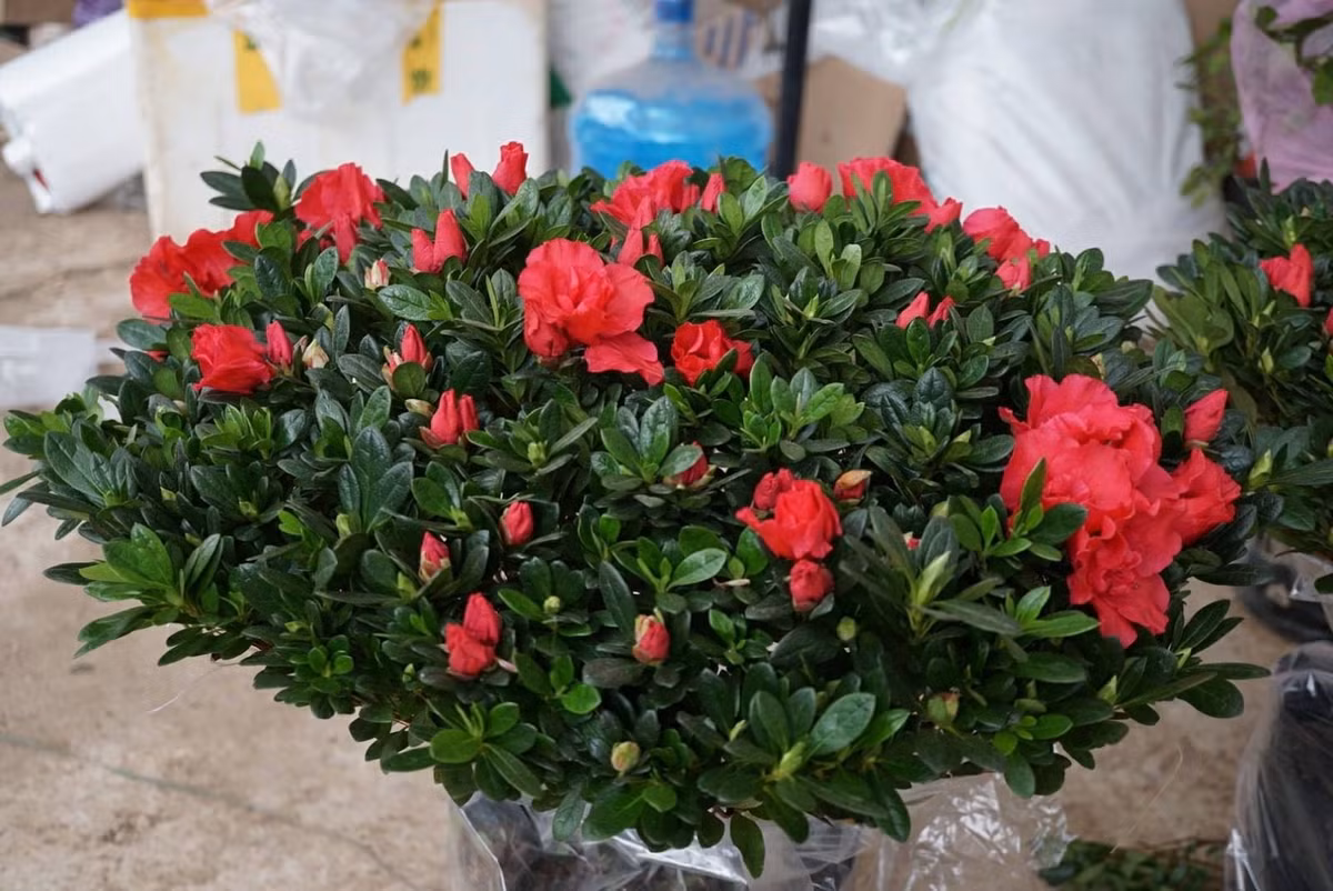 Trồng đỗ quyên dịp Tết được tin là sẽ mang lại may mắn, giúp gia đạo yên vui, công việc thuận lợi và một năm mới tràn đầy niềm vui, thịnh vượng. Ảnh: HoasenViet ﻿Thông tin trong bài chỉ mang tính chất tham khảo!