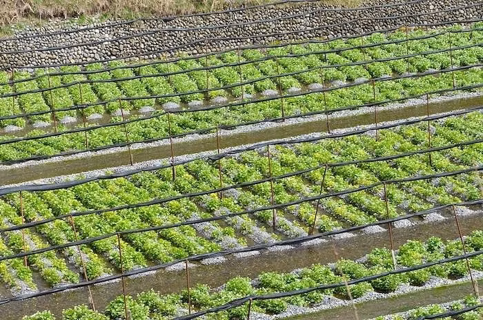 Môi trường trồng trọt lý tưởng cực kỳ hiếm, và cây wasabi cần phải ngập một phần thân trong dòng nước chảy trong vắt, khiến quá trình này càng thêm phần cầu kỳ. Ảnh: Tasteatlas