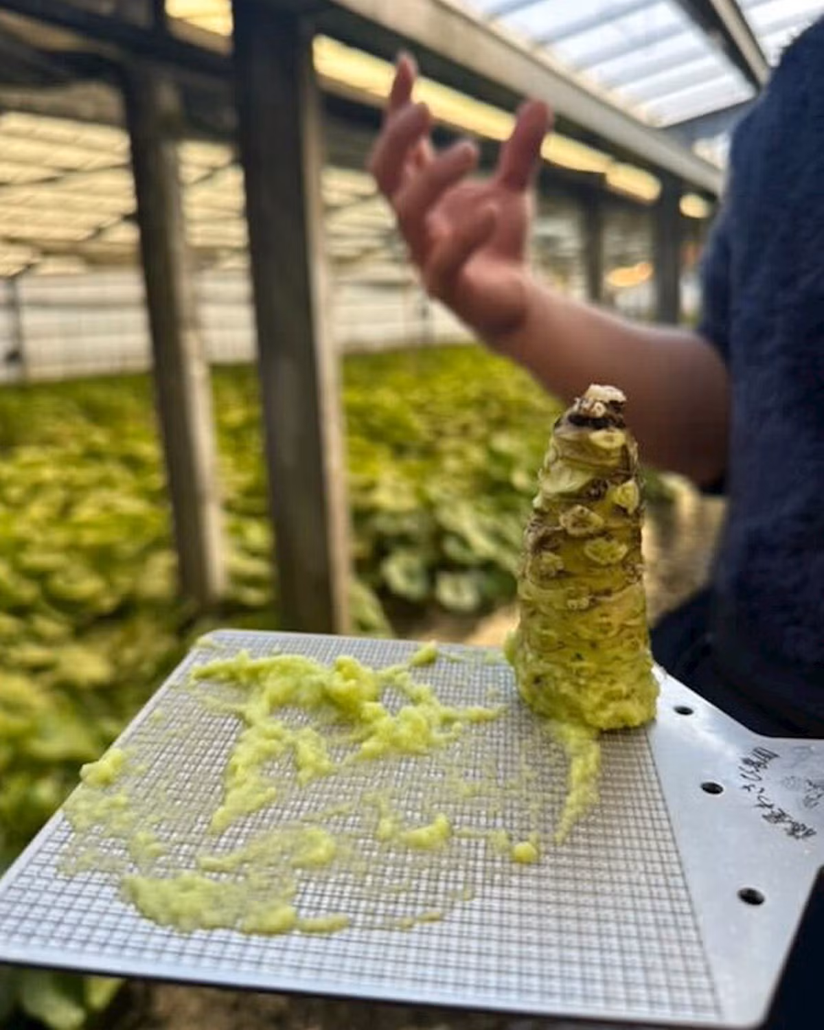 Do mức giá đắt đỏ nên Wasabi rất dễ bị làm giả. Theo thống kê, phần lớn Wasabi được sử dụng tại các nhà hàng Nhật Bản trên toàn thế giới (khoảng 95%) đều được làm từ củ cải cay, hạt cải bẹ và phẩm tạo màu. Ảnh: Byfood