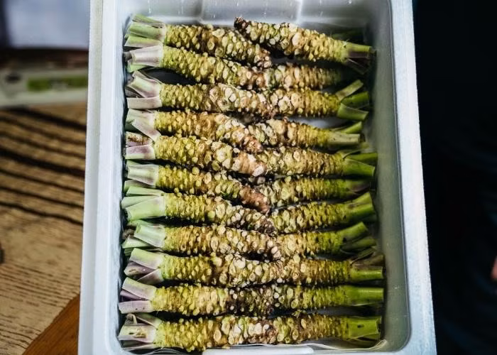 Các tỉnh Nagano, Iwate và Shimane nổi tiếng với sản lượng wasabi nội địa tại Nhật Bản. Tuy nhiên, vùng bán đảo Izu thuộc tỉnh Shizuoka mới là nơi trồng wasabi chính, sản xuất khoảng 70% sản lượng wasabi của Nhật Bản. Ảnh: Tasteatlas