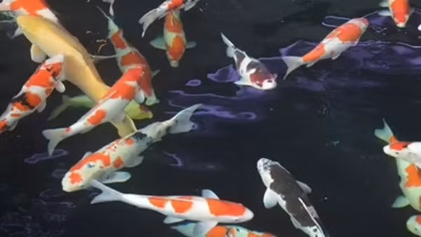 Cá Koi nổi bật với màu sắc đỏ và trắng sống động. Loài cá này được ngưỡng mộ nhờ vẻ thanh lịch và xinh đẹp đến nỗi ngay cả những kẻ săn mồi cũng bị thu hút bởi vẻ ngoài của chúng. Ảnh: Indiatimes