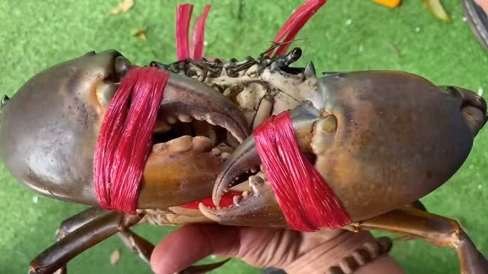 Cua càng sen sống bằng cách đào hang trong hốc cây đước, mắm. Ảnh: Youtube