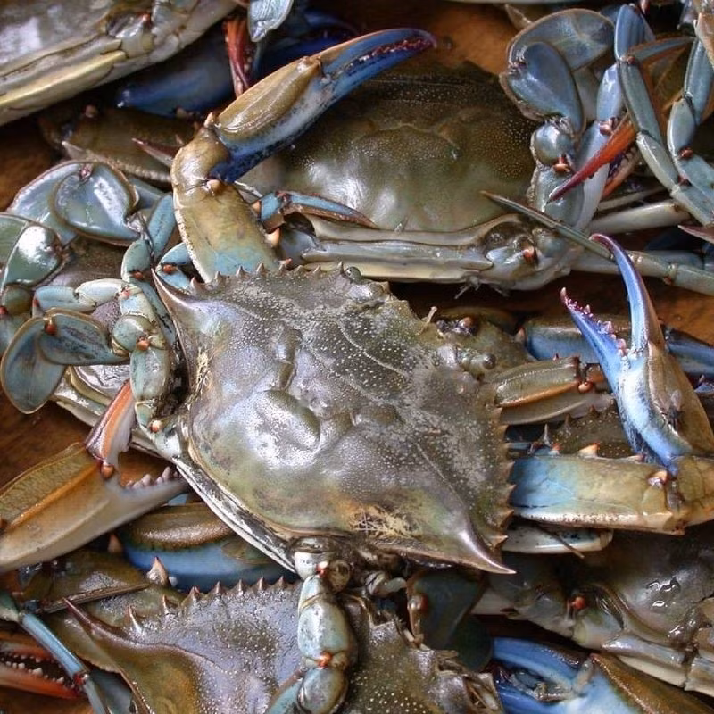 Giá cua càng sen phụ thuộc vào nhiều yếu tố như kích cỡ, loại cua (thịt hay gạch), và thời điểm mua. Ảnh: Haisaionline