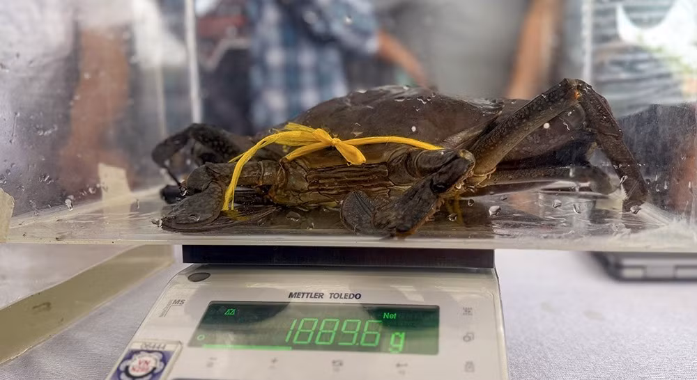 Cua càng sen có màu tím sen đặc trưng, càng to, sống chủ yếu trong các vuông tôm, cua sinh thái gắn với rừng ngập mặn ven biển. Ảnh: Camauonline