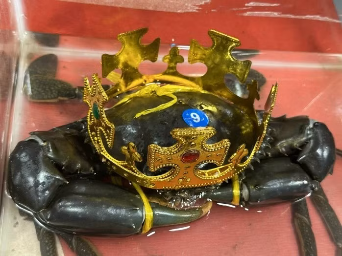 Ông Dư Thái Bình (ngụ xã Năm Căn, tỉnh Cà Mau) - chủ nhân của "vua cua" Cà Mau cho biết, đây là giống cua càng sen. Ảnh: Người lao động