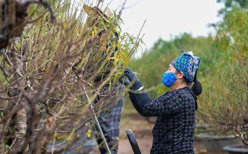 Công việc tuốt lá đào tưởng chừng đơn giản nhưng đòi hỏi sự tỉ mỉ, kiên nhẫn và kinh nghiệm. Ảnh: Kinhtedothi