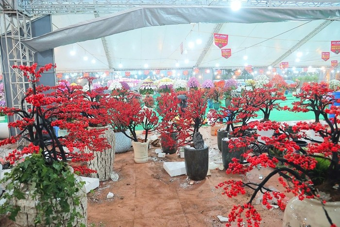 Những ngày cận Tết Bính Ngọ 2026, đào đông đỏ nhập khẩu trở thành điểm nhấn xa xỉ, thu hút đông đảo người dân Thủ đô. Ảnh: Tiền phong