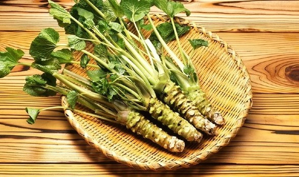 Wasabi được mệnh danh là “vàng xanh” bởi giá trị cao và điều kiện trồng trọt khắt khe. Ảnh: Xuatkhaulaodongthanhgiang