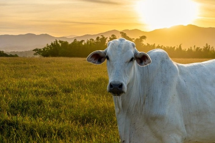Giống bò Nelore, chiếm phần lớn đàn bò của Brazil, chủ yếu được nuôi để lấy thịt. Theo Bộ Nông nghiệp Mỹ, Brazil có khoảng 230 triệu con bò. Ảnh: iStock