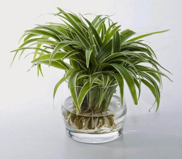 View - 4 loại hoa trồng dễ hơn gừng bonsai | Báo Tri thức và Cuộc sống - TIN TỨC PHỔ BIẾN KIẾN THỨC 24H