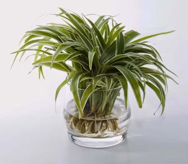 Chỉ cần ngắt cây con ở đầu đầu ngọn, chọn nhánh có 3–4 lá, trồng thủy sinh hoặc trồng đất, cây sẽ ra rễ sau khoảng 1 tuần. Ảnh: Internet