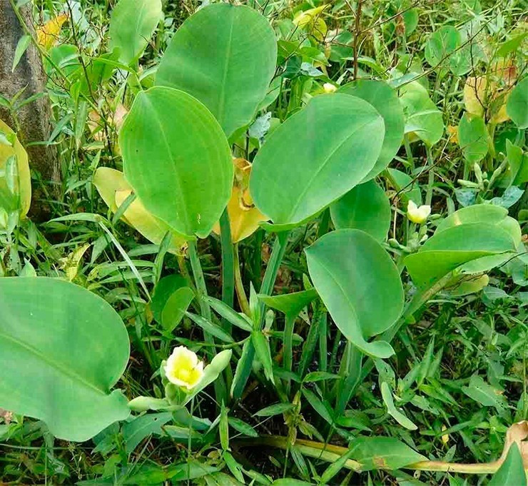 Theo người dân miền Tây, kèo nèo hình dáng khá giống với cây lục bình nhưng khác ở chỗ là rễ cây bám vào đất, không trôi trên sông như lục bình. Ảnh: Internet